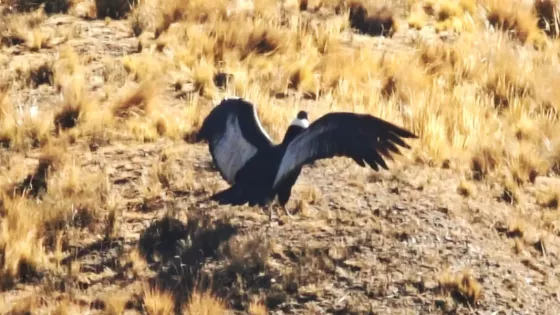 108615-exitoso-rescate-y-liberacion-de-un-condor-andino-en-salta