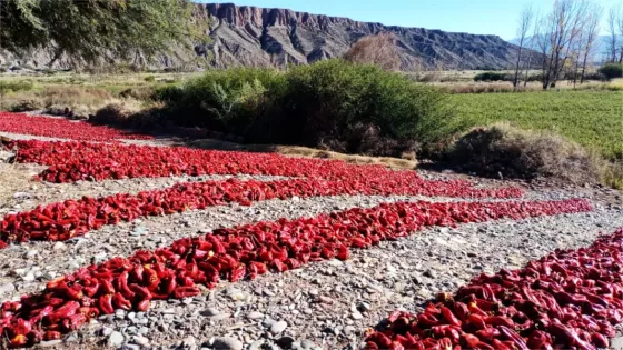 101126-nacion-aprobo-el-protocolo-de-produccion-del-pimenton-del-valle-calchaqui