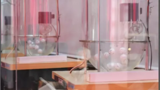 105430-el-ipv-realizara-el-ultimo-sorteo-del-anio-del-cumplis-y-ganas