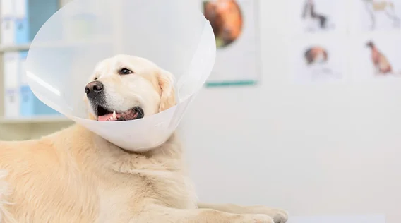 c8b972_20857be111ae402dbc0bb7e4b4c0292b~mv2