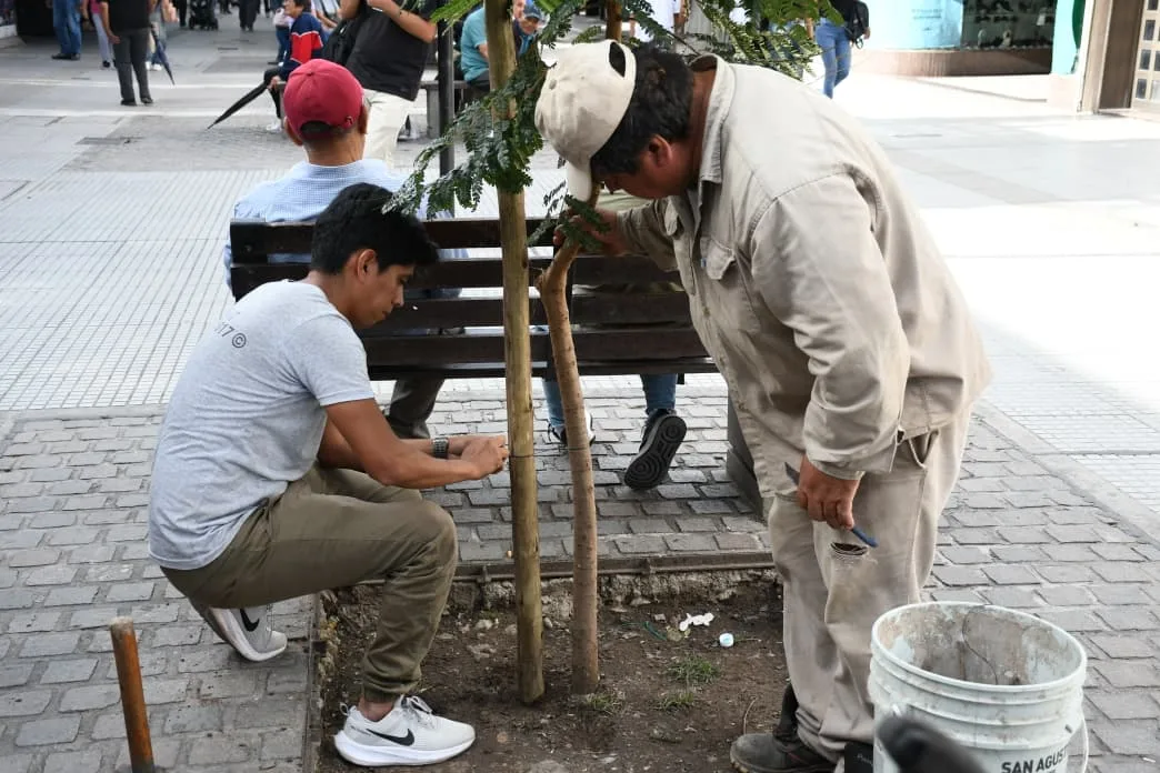 plantacion-macrocentro-3