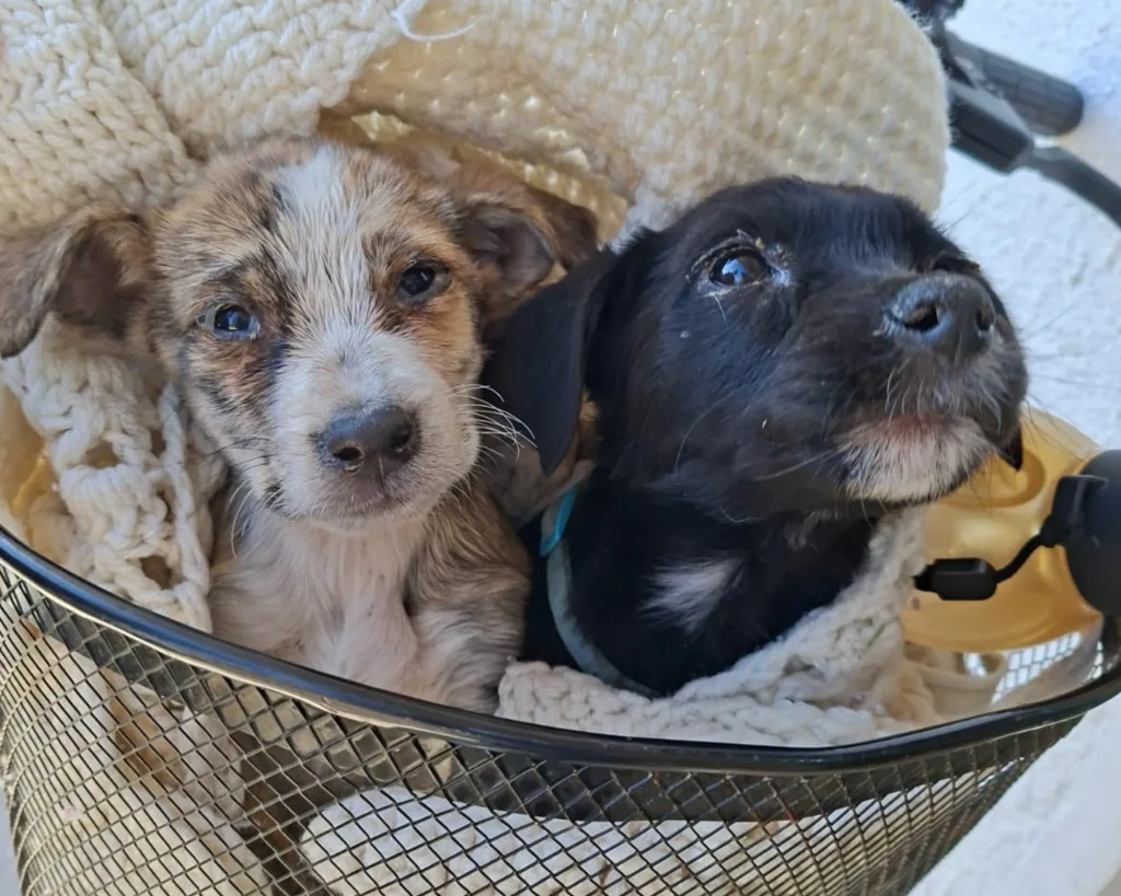 castracion-perros-1024x819