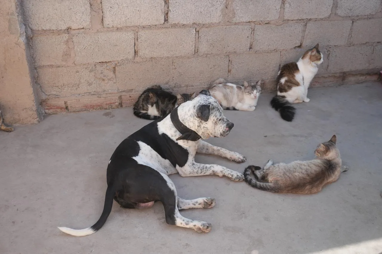 vacunacion-antirrabica-18