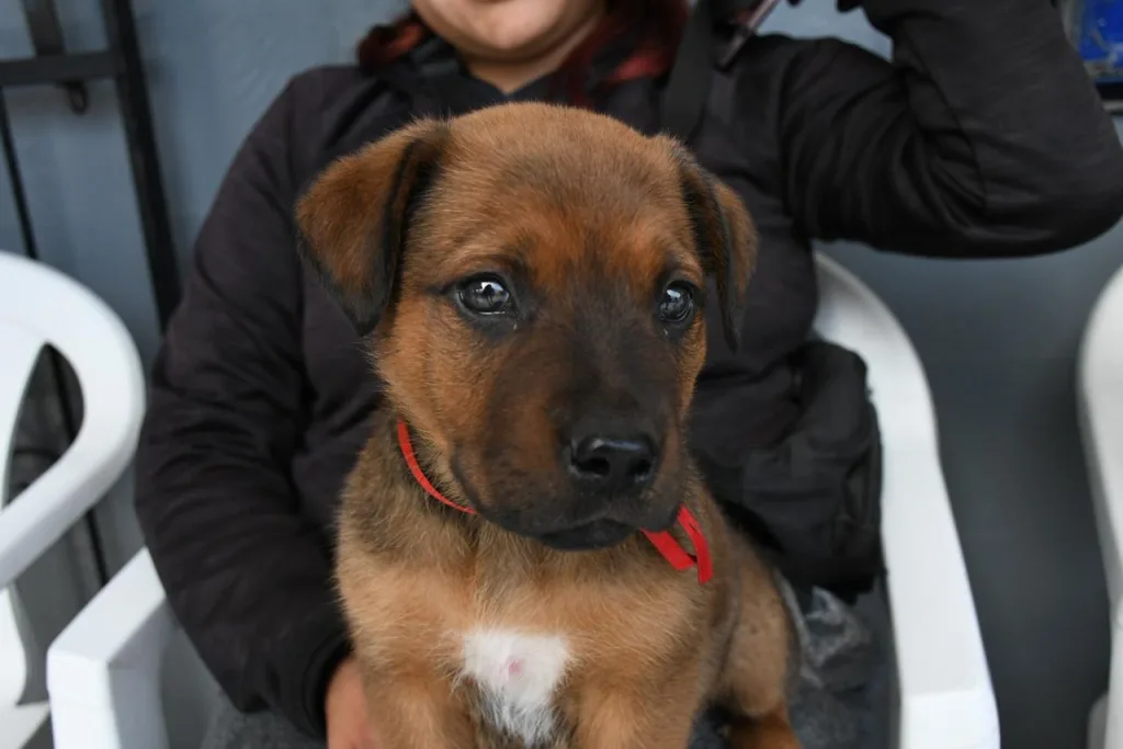 perros-3-1024x683