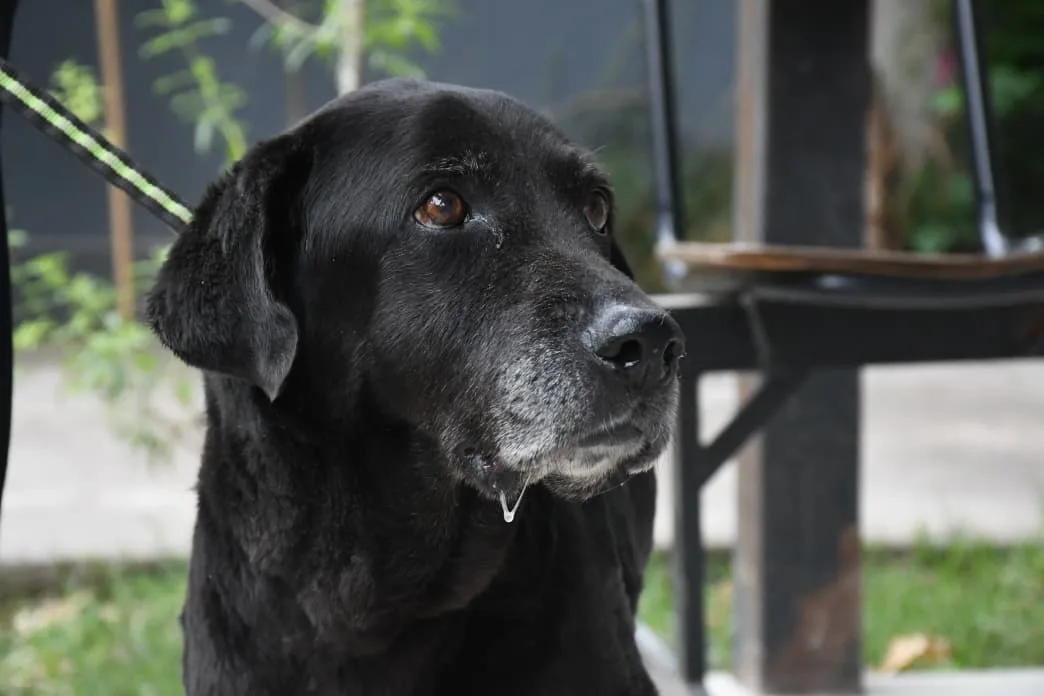 perrita-rescatada-2