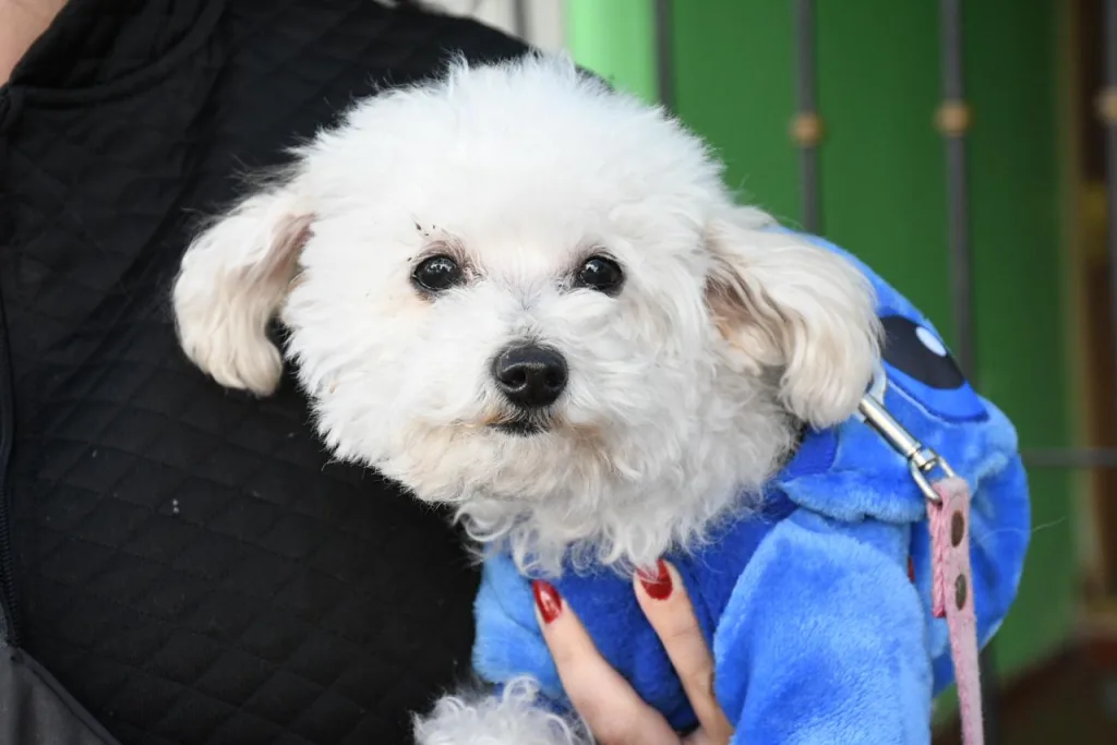 perros-desfile-bienestar-animal-5-1024x683