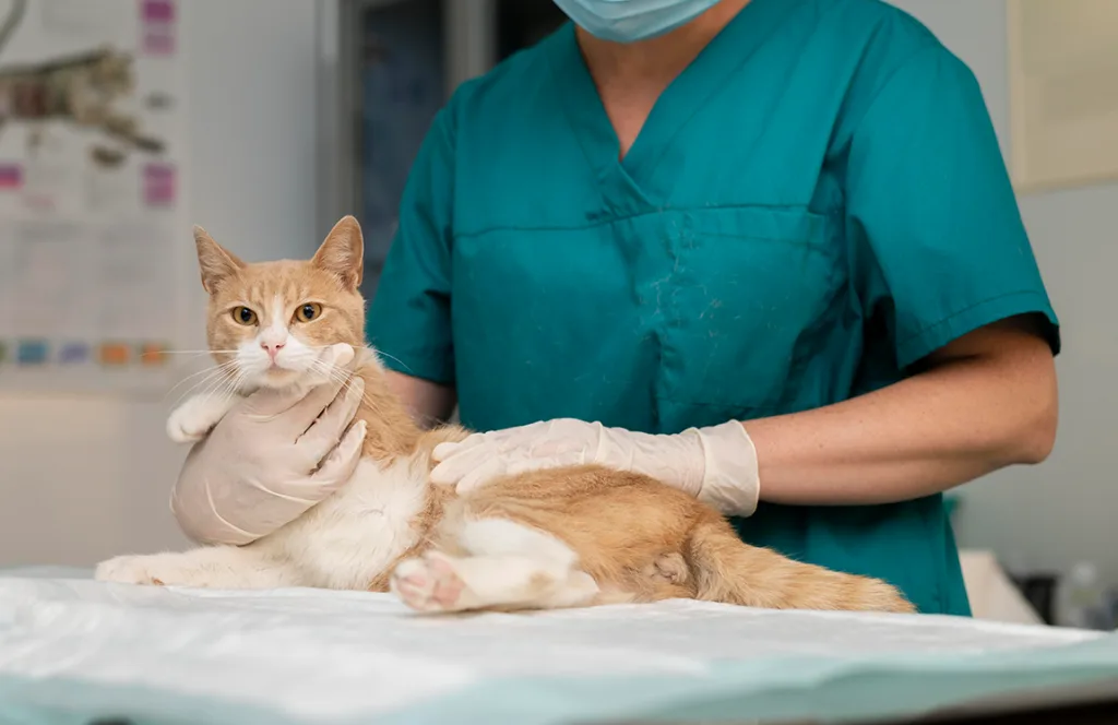 castracion-gatos-1024x664
