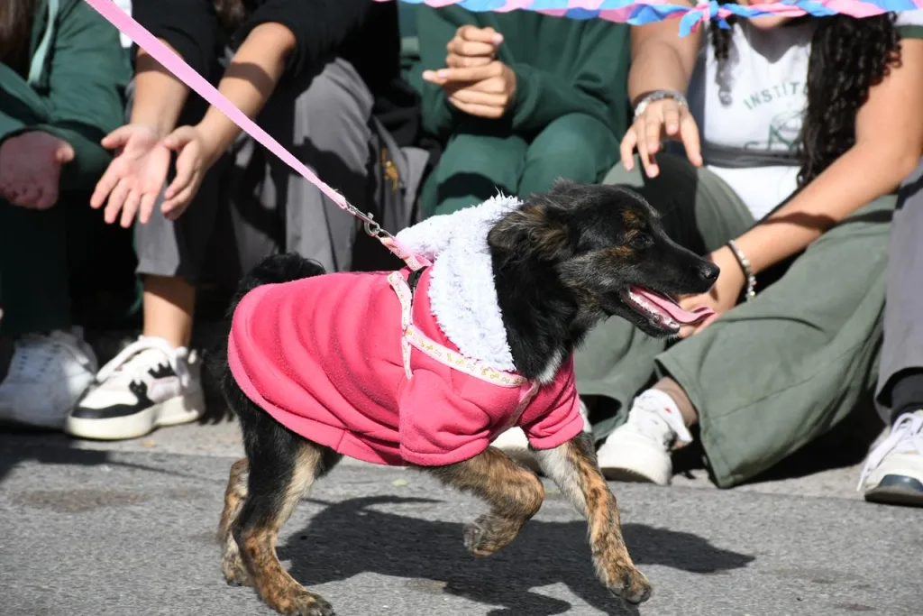 perros-desfile-bienestar-animal-1-1024x683