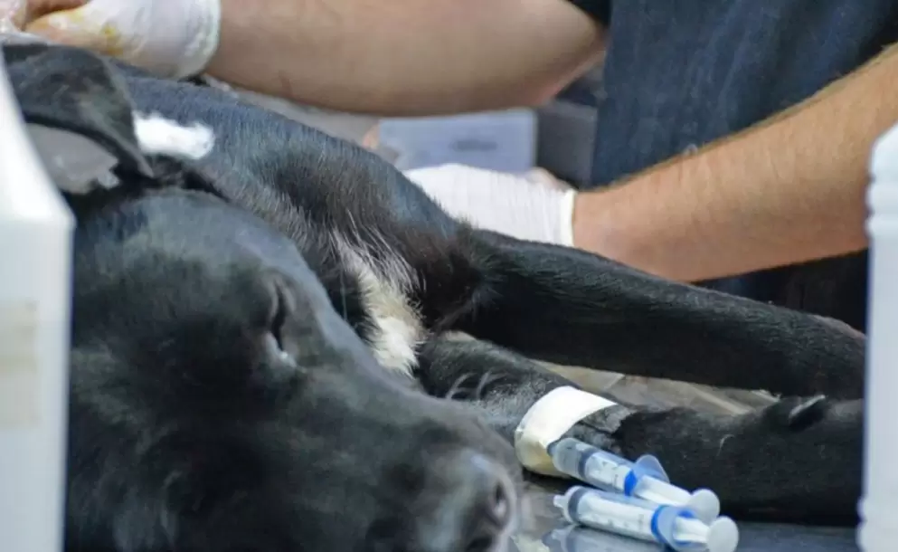 castracion-perro-imagen-1