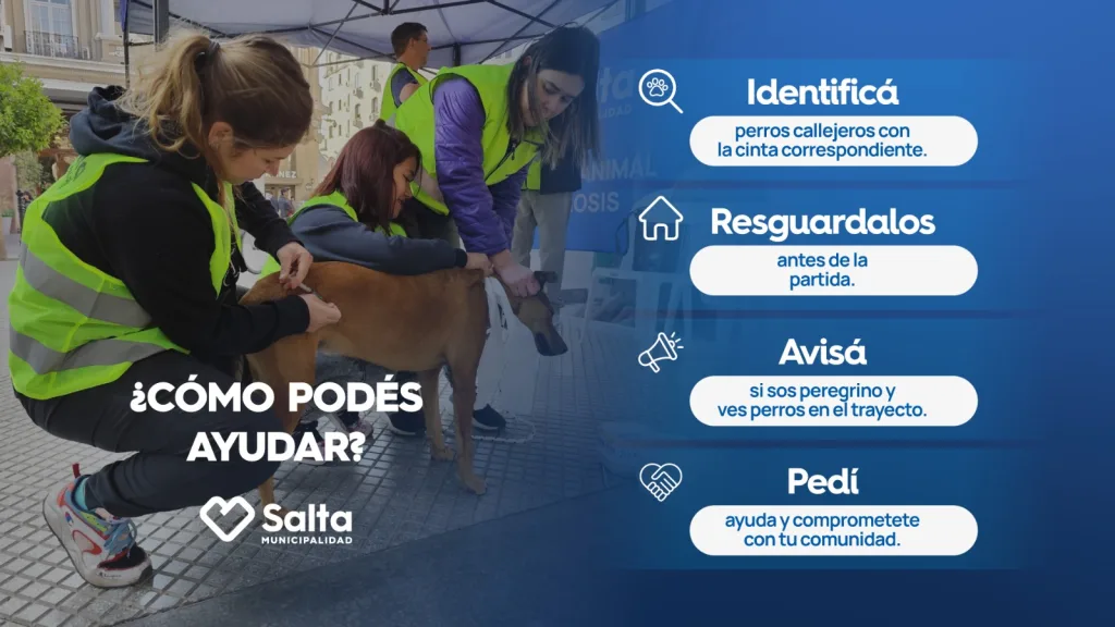 id-de-perros-callejeros-3-1024x576