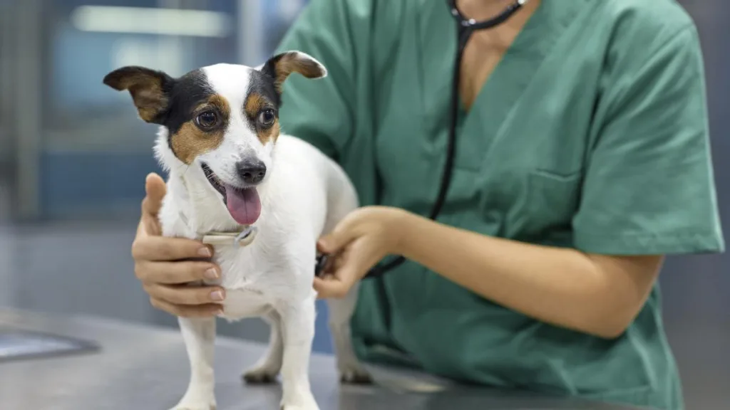 castracion-10-1024x576