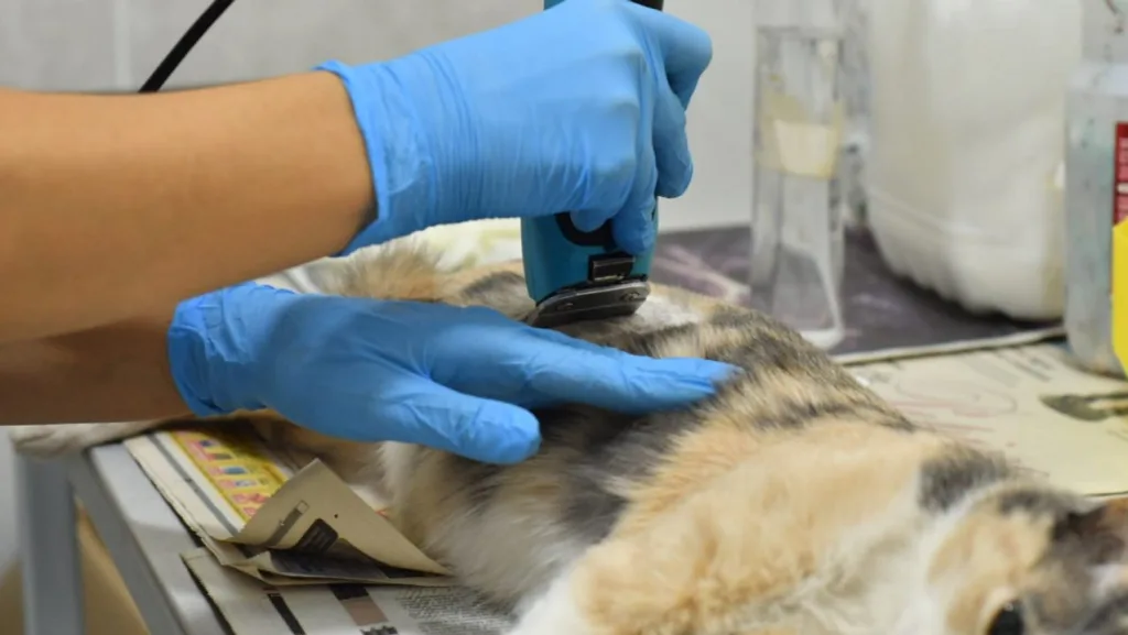 castracion-gato-1024x577
