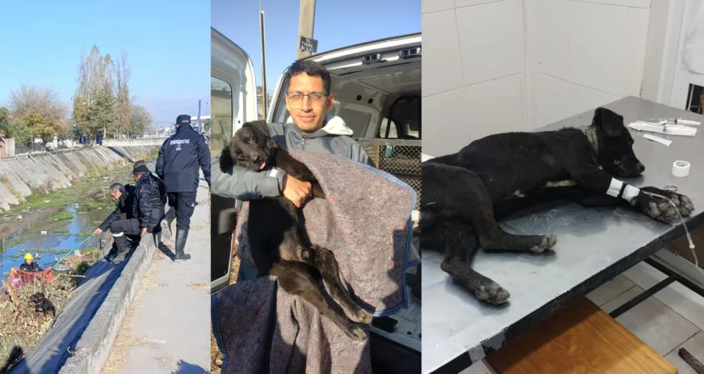 perrito-rescatado-1-1024x545