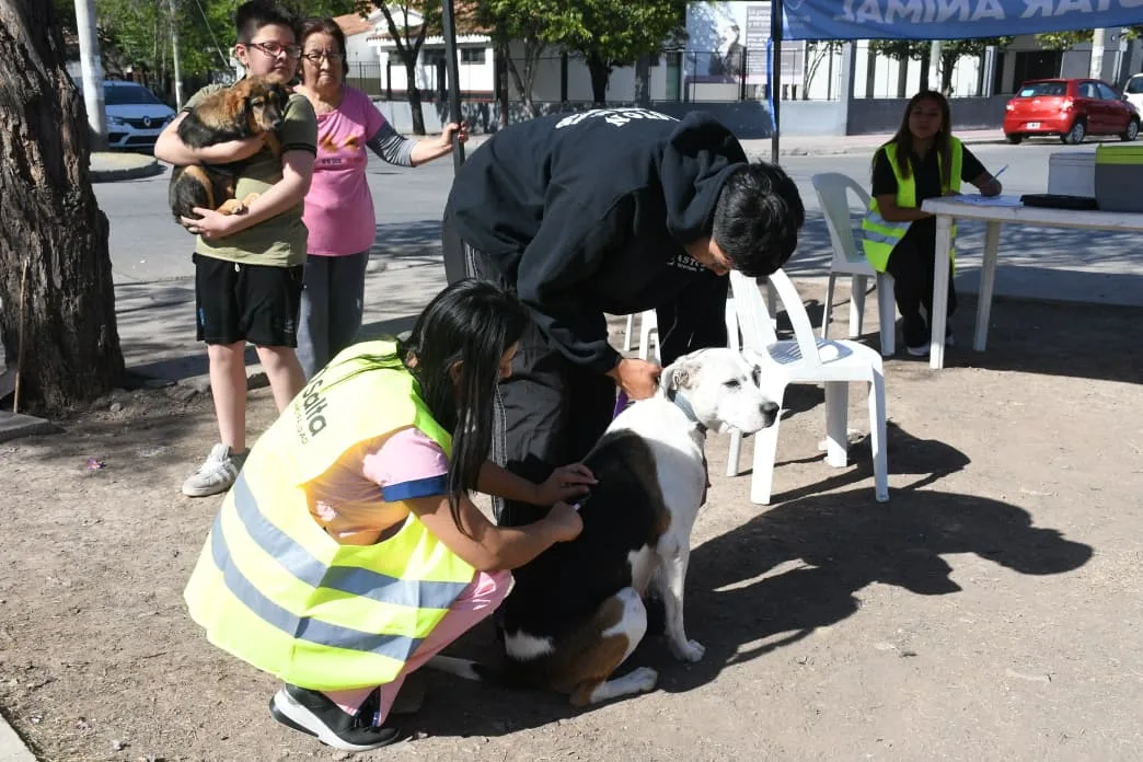 vacunacion-antirrabica-en-miguel-ortiz-2