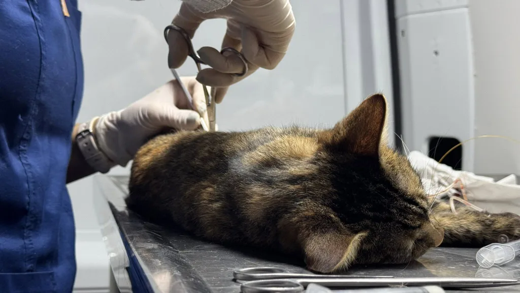 castracion-gatos-7-1024x576