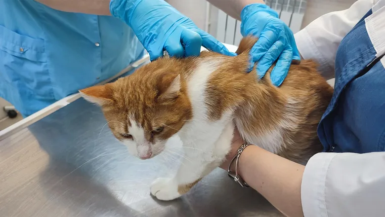 castracion-de-gatos-8