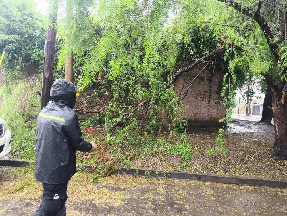 arbol-caido-lluvia-2-1536x1153