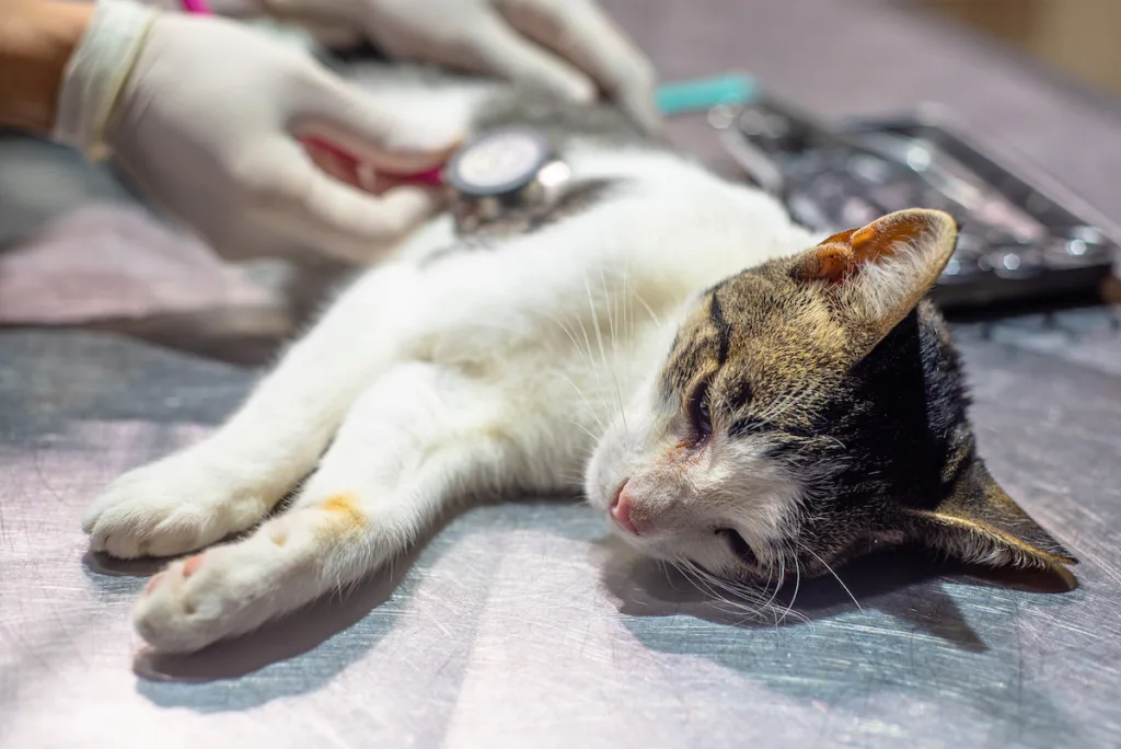 Internet_20250214_135706_2