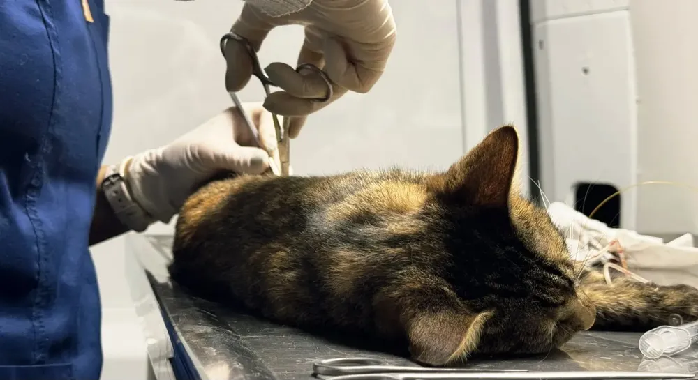 castracion-gatos-7-1536x864