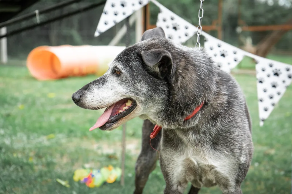 xuxa-perrita-adoptada-2-1024x682