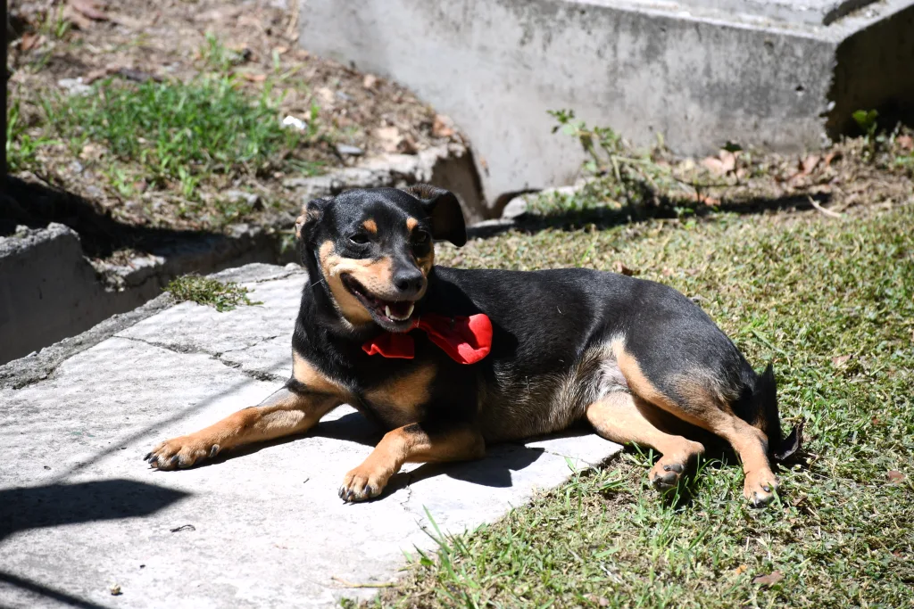 centro-de-adopciones-17-1024x683