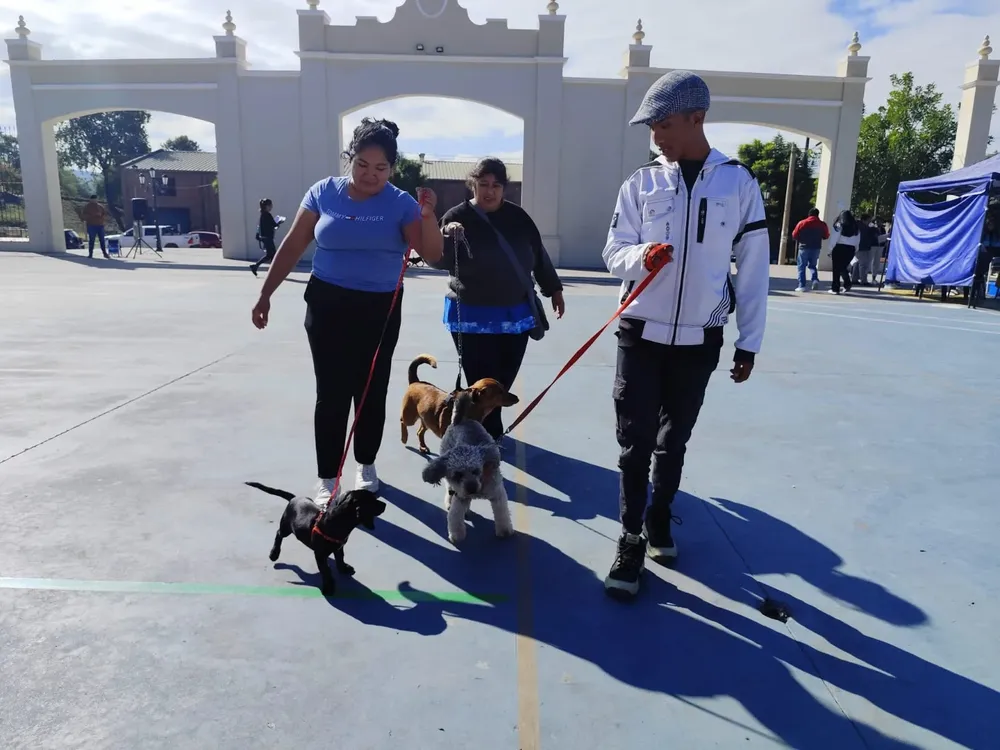 vacunacion-antirrabica-plaza-espana-18-jpeg