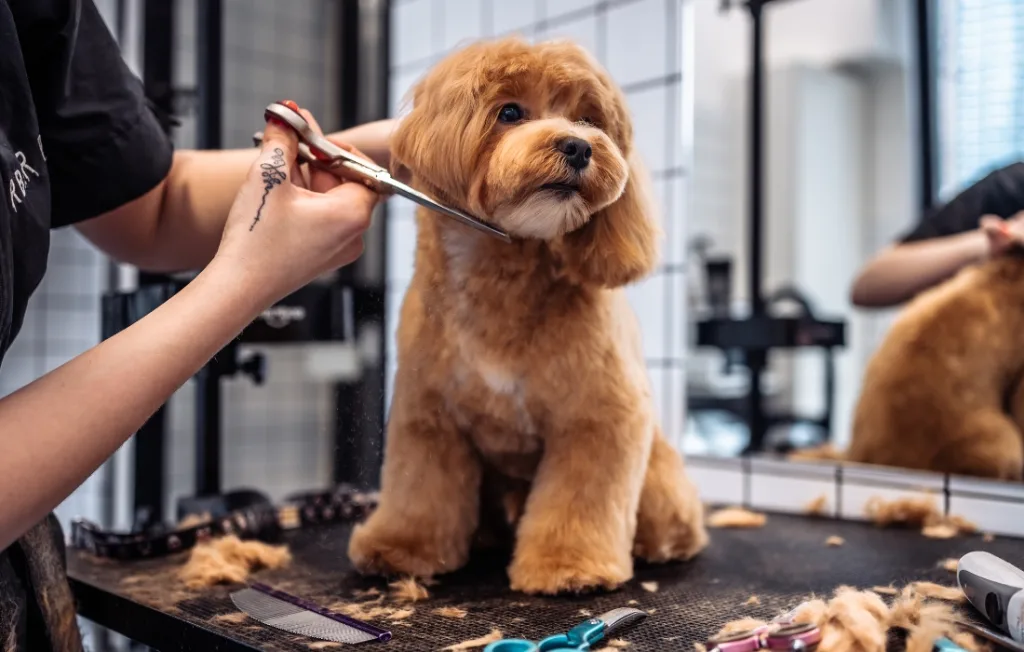 curso-de-peluqueria-canina-1024x652