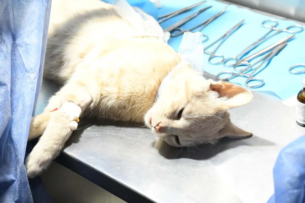 movil-de-castracion-sargento-cabral-1-1024x683